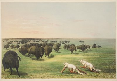 Indians Hunting the Buffalo Under a Wolf-Skin Mask, from Illustrations of the Manners, Customs & Conditions of the North American Indians, London, 1845 by George Catlin